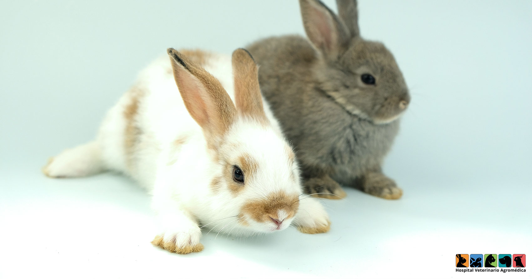 Cuánto crecen los conejos? - Hospital Veterinario Agromédica
