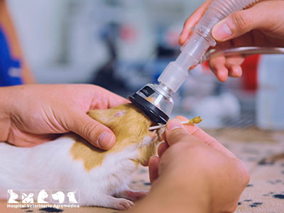 Cirugía veterinaria en roedores - Hospital Veterinario Agromedica